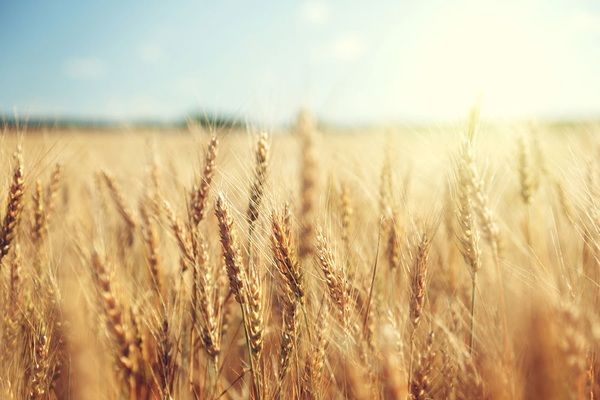 Экспорт пшеницы из ЕС составил более 15 млн тонн