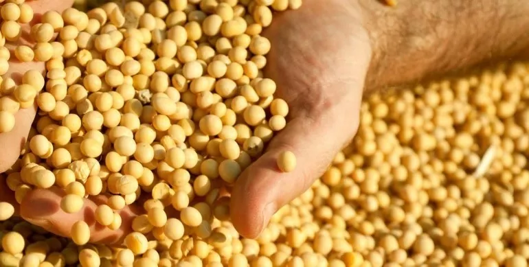 Аналитика цен на зерновые и масличные по состоянию на 14 января