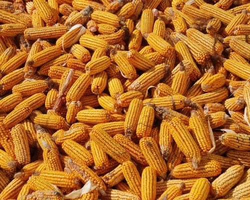 Експерти USDA знизили прогноз світового виробництва кукурудзи
