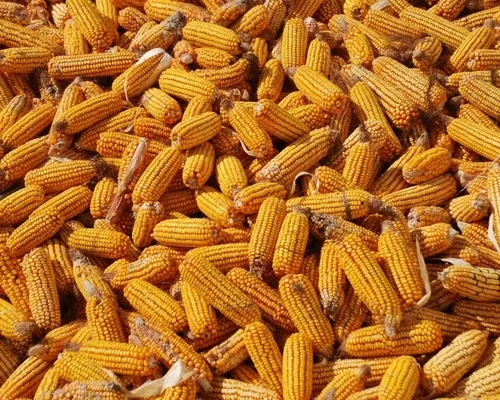 Эксперты USDA снизили прогноз мирового производства кукурузы