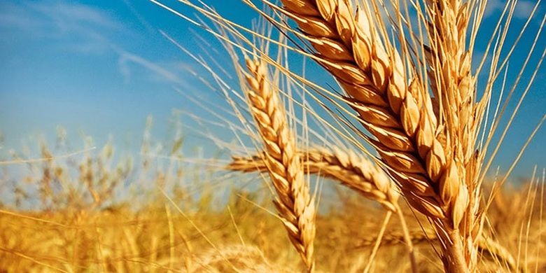 Іран оголосив тендер на закупівлю пшениці