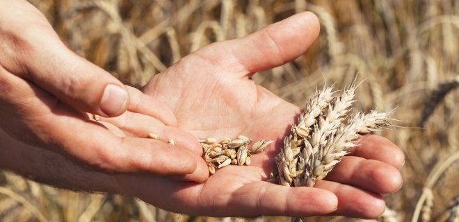 Експорт українського зерна в цьому сезоні досяг 34 млн тонн