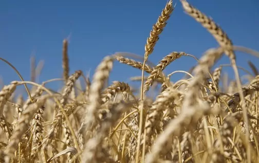 USDA підвищив оцінки світового виробництва пшениці