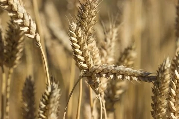 Азербайджан планує вирощувати пшеницю за кордоном