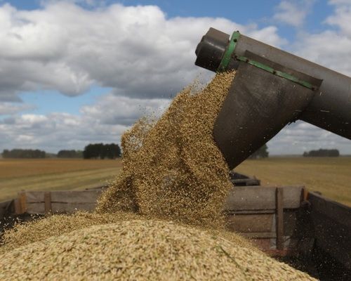 IGC прогнозирует рост мирового производства зерна