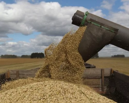 IGC прогнозує зростання світового виробництва зерна