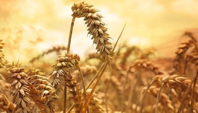 Канада значно скоротила експорт пшениці