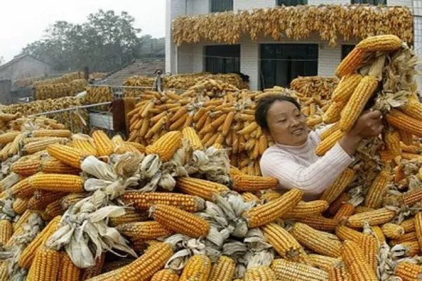 Китай удвоил импорт кукурузы