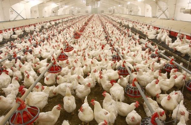 ЕС снял с Украины импортные ограничения продукции птицеводства
