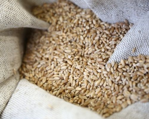Иран планирует закупить 60 тысяч тонн пшеницы