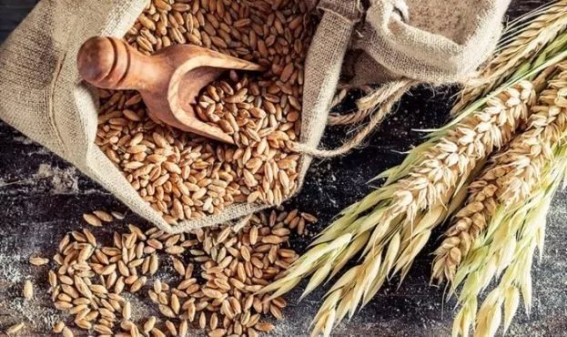 Аналитика цен на зерновые и масличные по состоянию на 21 января
