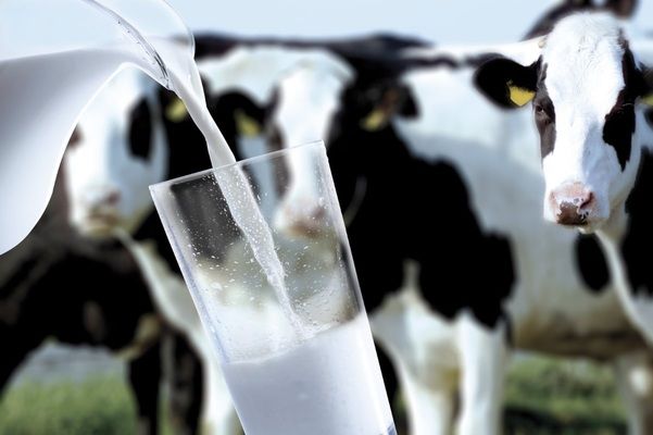 В Україні на 6% зменшилось виробництво молока