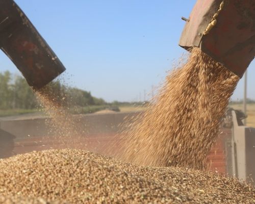 Аргентина побила рекорд по урожайности пшеницы