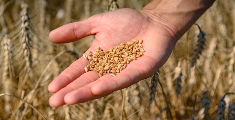 Аналитика цен на зерновые и масличные по состоянию на 24 января