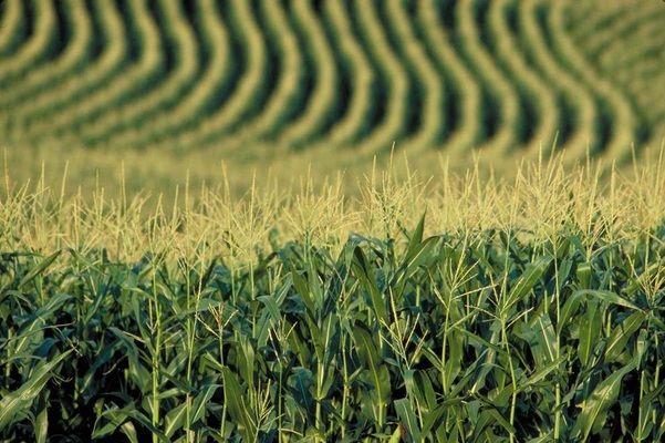 В Аргентині майже закінчили посів кукурудзи