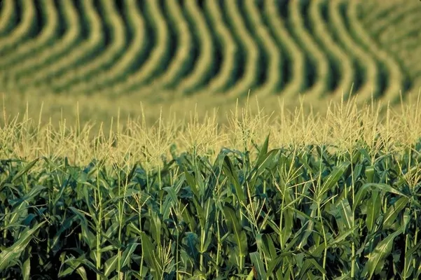 В Аргентине почти закончили посев кукурузы