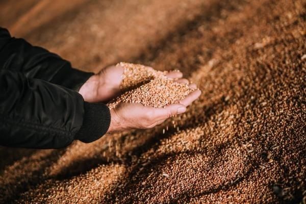 Украина менее чем за неделю экспортировала 1 млн тонн зерна