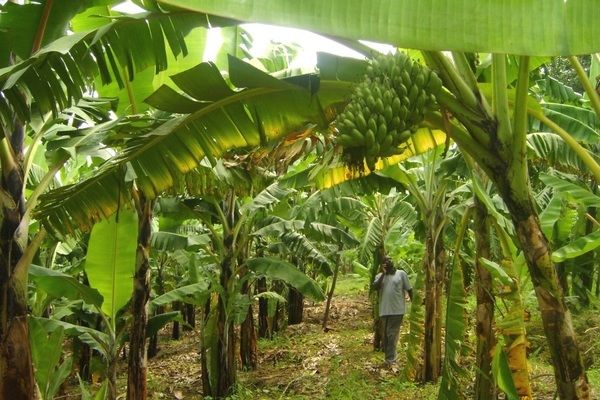 В Индии из банановых отходов будут делать удобрения
