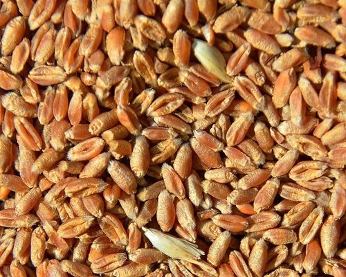 Аналитика цен на зерновые и масличные по состоянию на 25 января