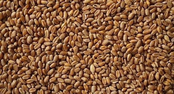 Аргентина собрала рекордный урожай пшеницы