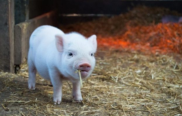 В Украине наблюдается снижение поголовья свиней