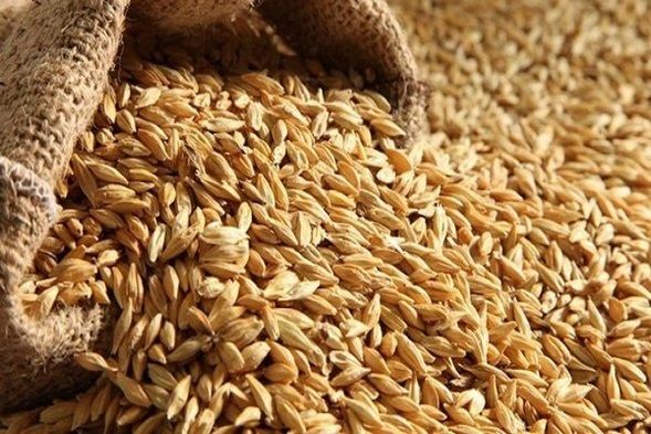 Алжир может прекратить импорт пшеницы из Франции 