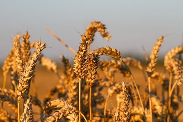 Индия поставит пшеницу в Афганистан