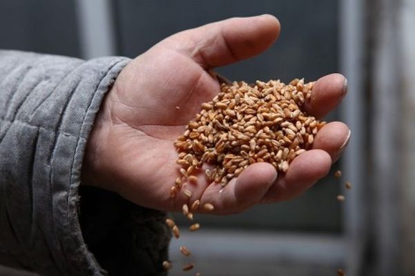 Україна минулого місяця суттєво скоротила експорт зернових морпортами