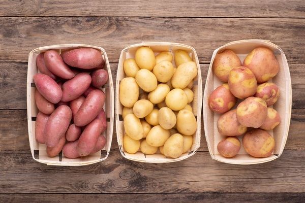 Ученые НААН представили высокоурожайный сорт картофеля