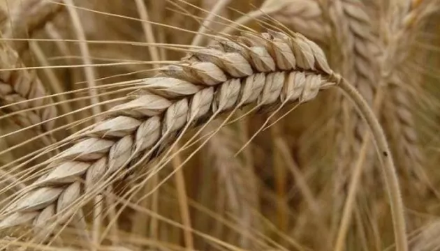 Украинские ученые селекционировали новый сорт ржи