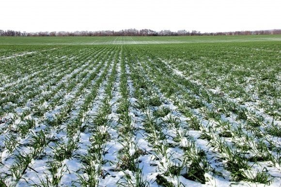 KSG Agro приступив до підживлення озимих культур