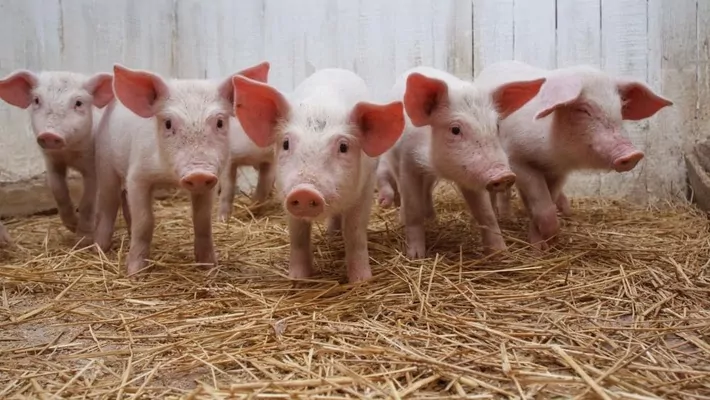 Ситуація на ринку живця стабілізується