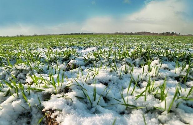 В Полтавской области смогли восстановить 99% озимых