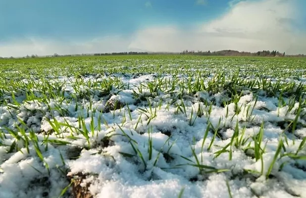 На Полтавщині змогли відновити 99% озимин