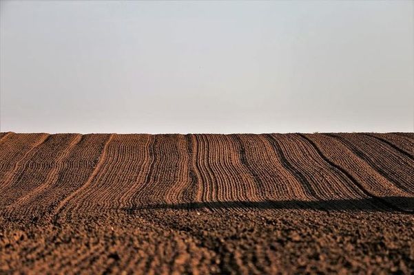 В Украине увеличилась площадь под озимыми