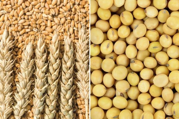 ФАО повышает прогноз производства зерновых на 2021 год