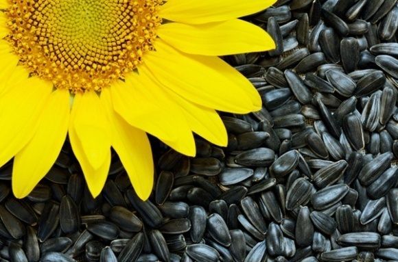У Казахстані хочуть скасувати квотування експорту насіння соняшника