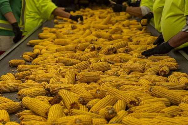 Мировое производство кукурузы в 2021/22 МГ может снизиться 