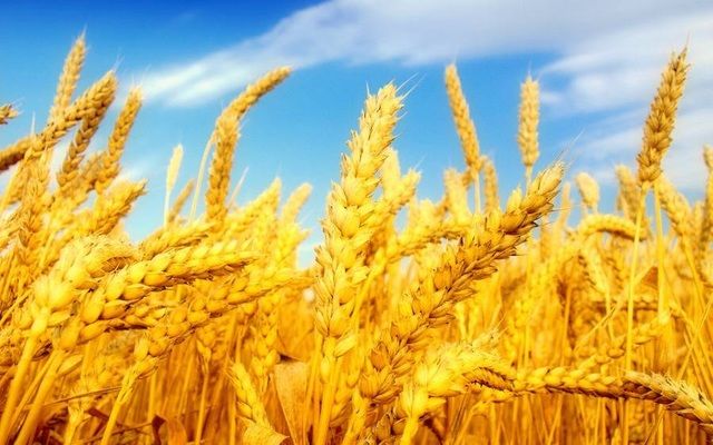 Аналитика цен на зерновые и масличные по состоянию на 22 февраля