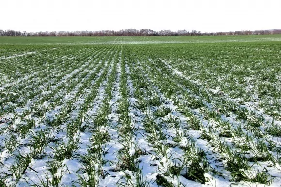 Морозостійкість озимих в Європі є нестійкою
