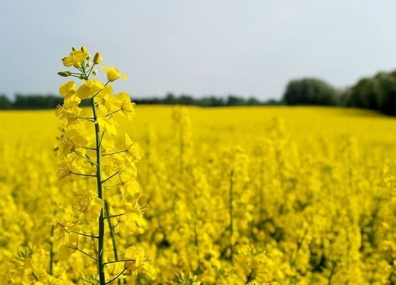 Индия ожидает увеличения производства рапса