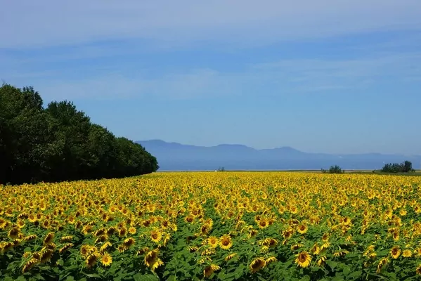 Украина из-за войны сократит площади под подсолнечником