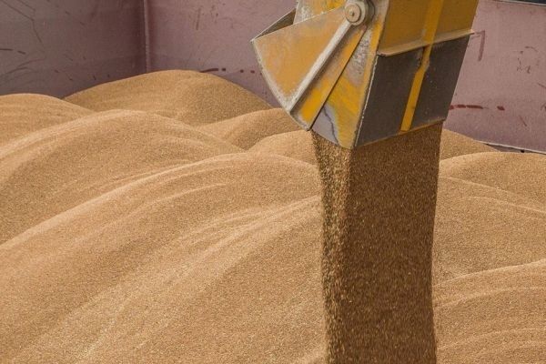 Польша планирует помочь Украине в экспорте зерна