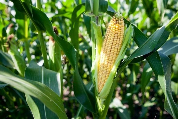Украину ждет наименьший урожай кукурузы с 2010 года, - эксперты USDA