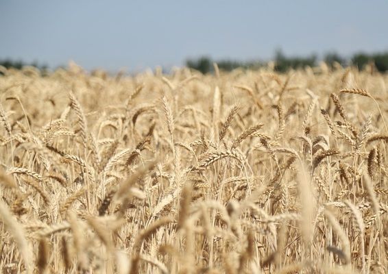 В Индии запретили экспортировать пшеницу