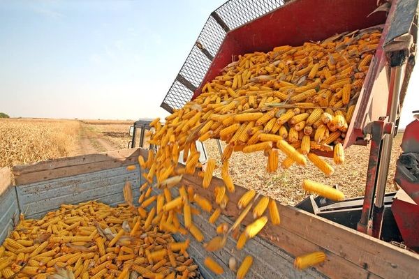 Експорт кукурудзи за початок травня вже перевищив квітневі показники