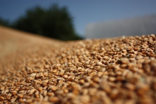 Росія закликала усі країни Євразійського економічного союзу обмежити експорт зерна