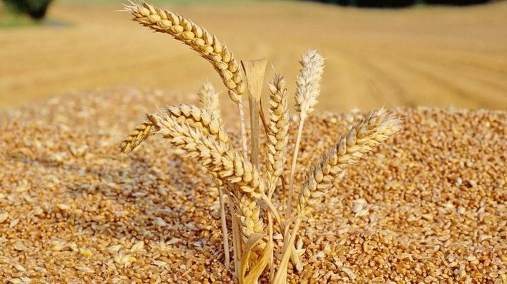 Мировых запасов пшеницы хватит на 10 недель
