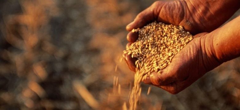 Україна має запаси зерна, щоб задовольнити внутрішній і світовий попит до кінця 2022
