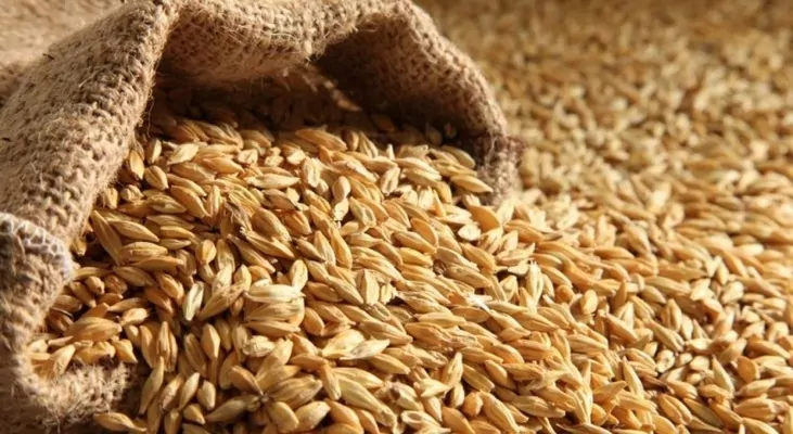 Аналітики понизили прогноз виробництва зернових на 24 млн тонн
